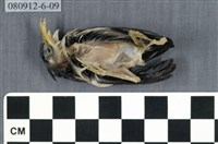 藏品(綠繡眼)的圖片